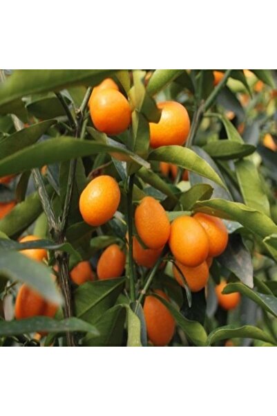 ASES 12 Litrelik Saksıda Bodur Kamkat 3 Yaş Boy 100-130 Cm