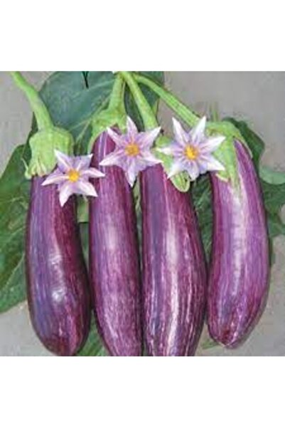 Köy Tohumları 50 Adet Tohum Nadir Alaca Kemer Patlıcan Tohumu Organik Hobi Ba...