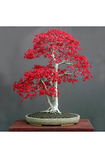 ZENGARDEN EV VE BAHÇE Acer rubrum tohumu red maple alev kırmızı bonsai
