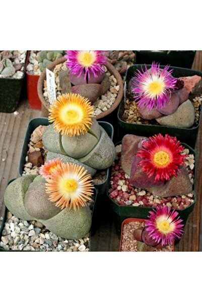 ZENGARDEN EV VE BAHÇE Pleiospilos nelii sukulent bitki tohumu karışımı