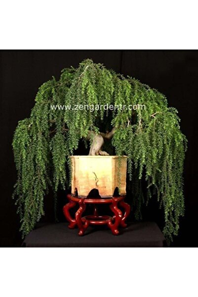 ZENGARDEN EV VE BAHÇE Salkım akasya ağacı tohumu acacia howittii sticky wattle