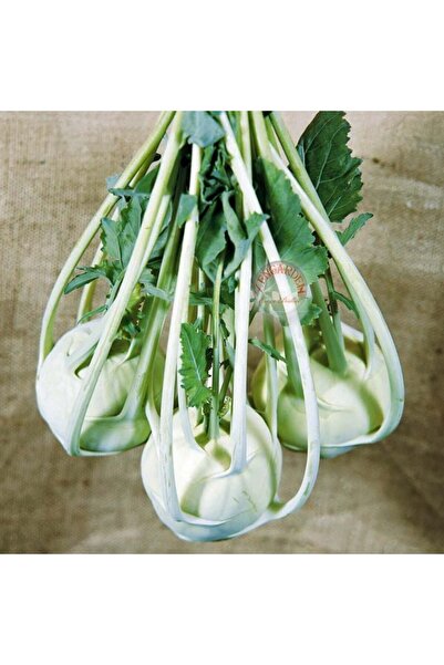 ZENGARDEN EV VE BAHÇE Beyaz kohlrabi tohumu erkenci atalık alabaş