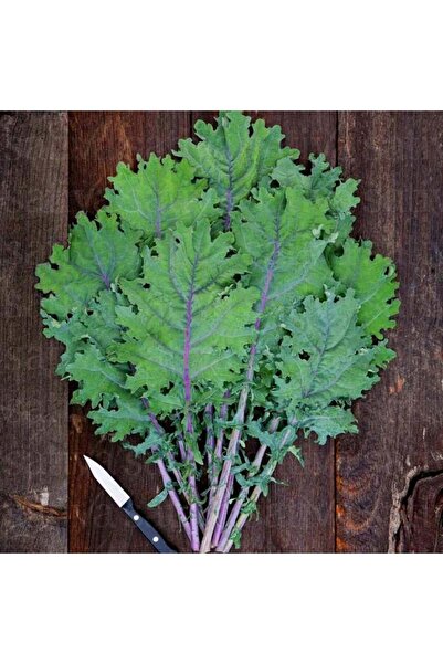 ZENGARDEN EV VE BAHÇE Kırmızı rus pazı tohumu atalık red russian kale seeds