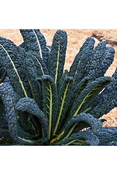 ZENGARDEN EV VE BAHÇE Kıvırcık kara lahana tohumu cavolo nero di Toscana bras...