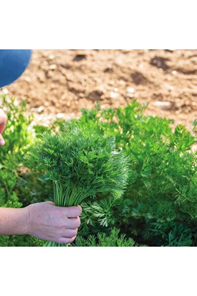 ZENGARDEN EV VE BAHÇE Menuette maydanoz tohumu dereotu yapraklı çeşit