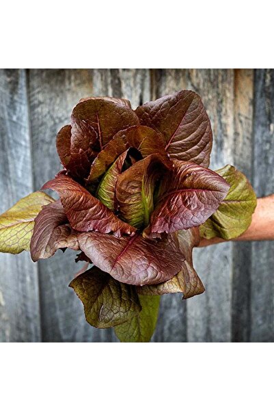 ZENGARDEN EV VE BAHÇE Kırmızı marul tohumu fransız kış marulu