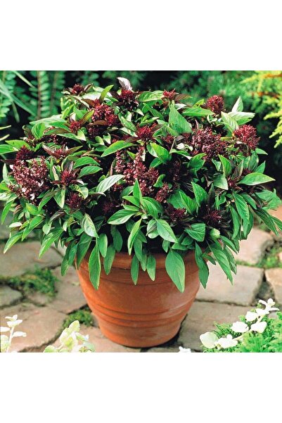 ZENGARDEN EV VE BAHÇE Portakal kokulu saksılık fesleğen tohumu ASS Ödüllü bas...