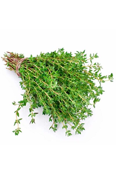 Genel Markalar Kekik tohumu thymus vulgaris
