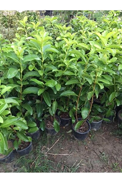 ASES 4 Adet Saksıda Kartopu Viburnum Lucidum Fidanı 80-110 Cm Doğal Çit Duvar