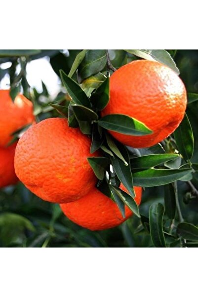 ASES Tüplü Aşılı Klemantin Kokulu King Mandalina Yaş 1-2 Boy 90-110cm Soğukla...