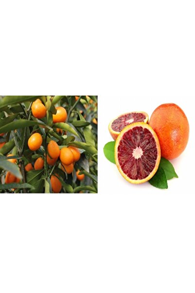 ASES Tüplü Aşılı Bodur Kan Portaklı Kamkat Fidanı 2 Yaş