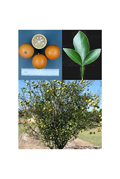 ASES 3 Yaprak Carrizo Turunç Anacı (SOĞUKLARA DAYANIKLI)