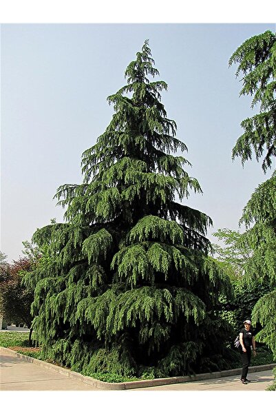 ASES Tüplü Himalaya Sediri 110-140 Cm