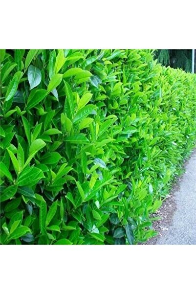 ASES Saksıda Kartopu Viburnum Lucidum Fidanı (80-110 CM) Doğal Çit Duvar