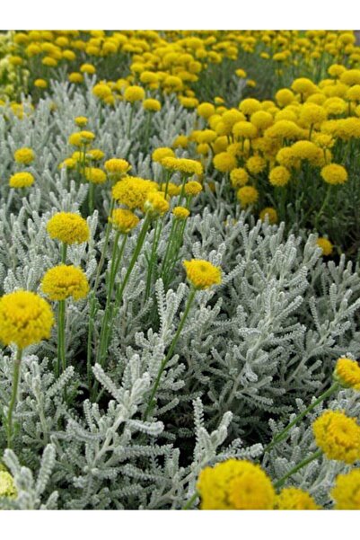 ASES 4 Adet Lavantin - Santolin (SANTOLİNA CHAMAECYPARİSSUS)30-40 Cm