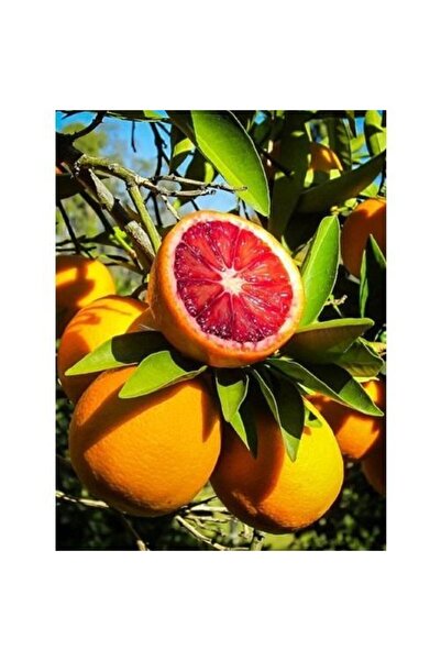 ASES Tüplü Aşılı Cara Cara(KANLI WASHİNGTON) Portakal Yaş 1-2 Boy 90-110cm