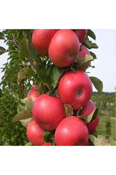 ASES Tüplü Aşılı Amasya Misket Elma Fidanı