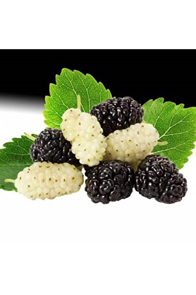 ASES 2'li Paket Tüplü Aşılı Beyaz Dut Fidanı Ve Tüplü Aşılı Yediveren Avustralya (İRİ) Dut Fidanı