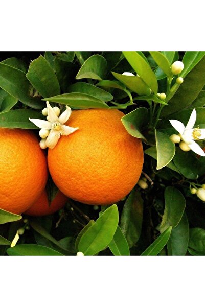 ASES Tüplü Aşılı Şeker Portakalı(SINIRLI STOK)yaş 1-2 Boy 90-110cm