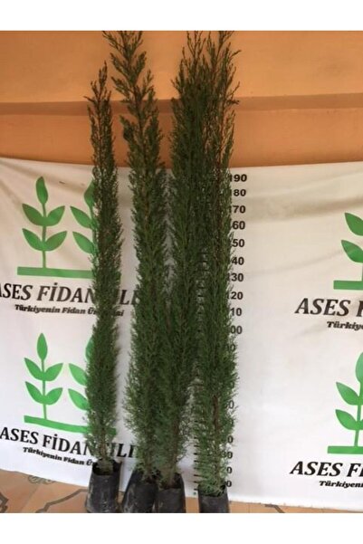 ASES 4 Adet 200 Cm Üstü Kara Selvi Fidanı