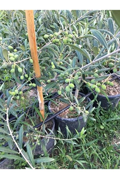 ASES Bol Meyveli Saksıda 3 Yaş Bodur Arbequeinea Ispanyol Zeytin Fidanı 50-70 Cm