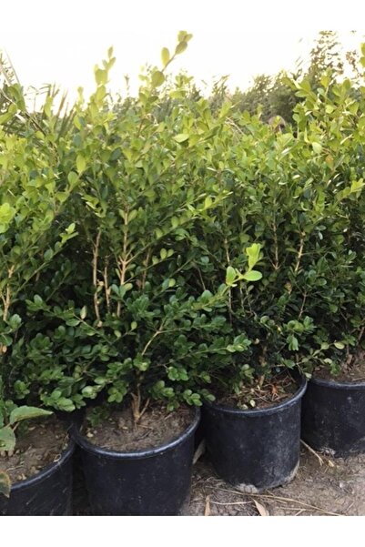 ASES Geniş Forumlu Hızlı Büyüyen Şimşir Fidanı Buxus Sempervirens 60-80 Cm