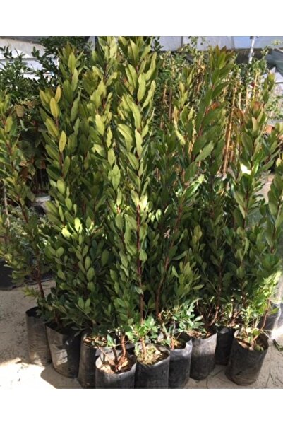 ASES 3 Yaş Kocayemiş (dağ Çileği) Fidanı 80-110 Cm