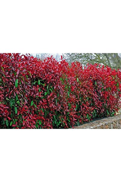 Genel Markalar 2 adet Alev Çalısı (Photinia Red Robin) 70-100 cm