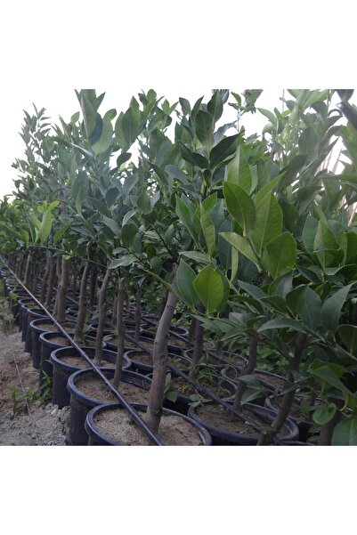ASES 12 Litrelik Saksıda Bodur Yediveren Limon Fidanı Yaş 3 Boy 80-100cm