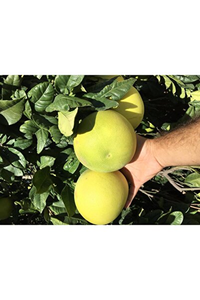 ASES Tüplü Aşılı Içi Kırmızı Şadok Pomelo (AĞAÇ KAVUNU) Yaş 2 Boy 90-110 Cm