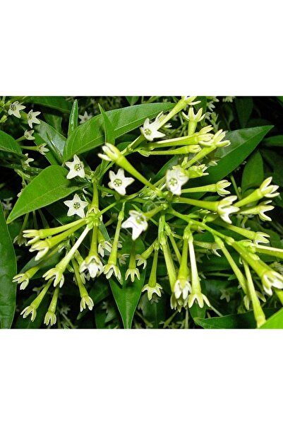 AYDOĞDU GECE SEFASI Limon Çiçeği Melisa (Torbalı)3adet