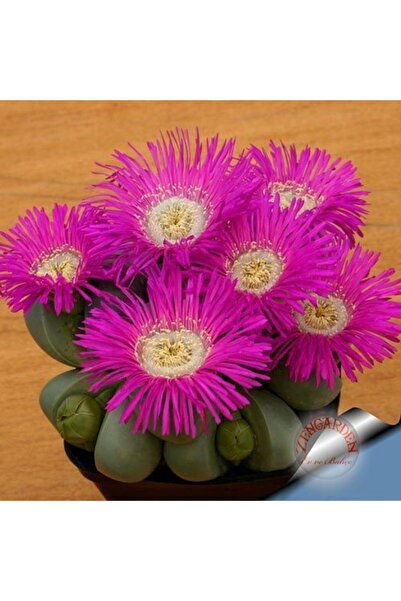 ZENGARDEN EV VE BAHÇE Argyroderma sukulent bitki tohumu karışım mini paket