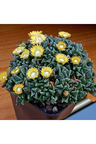 ZENGARDEN EV VE BAHÇE Nanthus aloides sukulent bitki tohumu