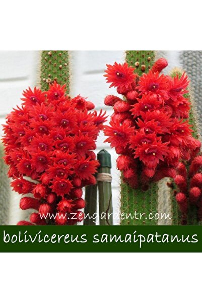 ZENGARDEN EV VE BAHÇE Bolivicereus kaktüs tohumu benzersiz çiçekler
