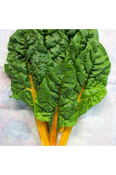 ZENGARDEN EV VE BAHÇE Orange fantasia turuncu pazı tohumu chard