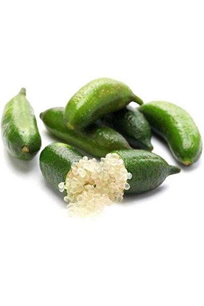 ASES Tüplü Nadir Bir Çeşit Yeşil Fingerlime(PARMAK LİMON)