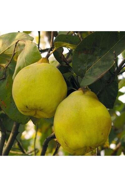 ASES Tüplü Aşılı Limon Ayva Fidanı