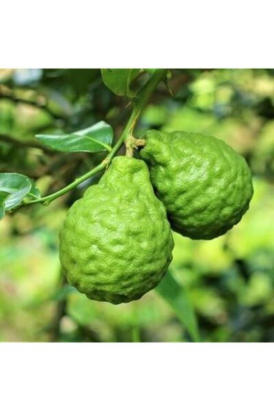 ASES Tüplü Aşılı Bergamot Fidanı 2 Yaş - 70-90 Boy
