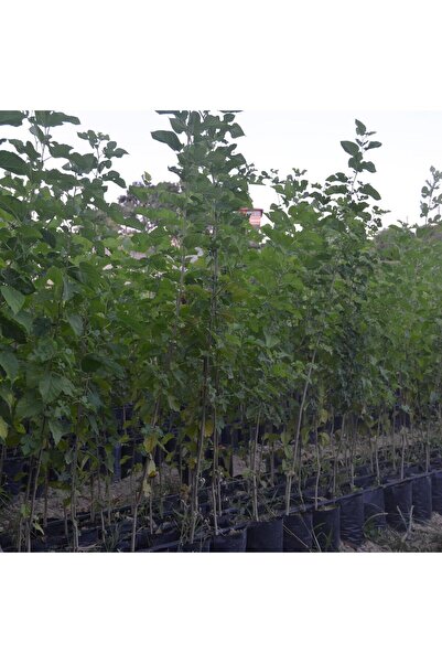 ASES Tüplü Gölgelik Dut(MEYVESİZ)