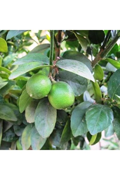 ASES Tüplü Aşılı Çekirdeksiz Tahiti Lime Fidanı 2 Yaş 50-70 Cm Boy