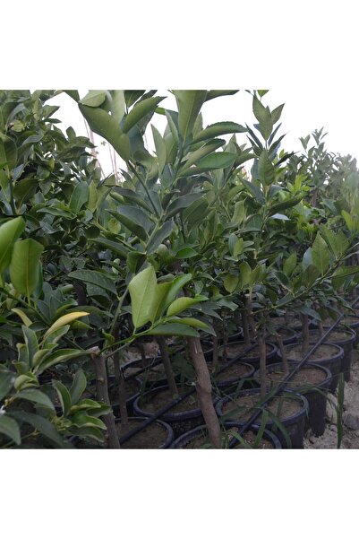 ASES 12 Litrelik Saksıda Bodur Mayer Limon Fidanı Yaş 3 Boy 90-100cm