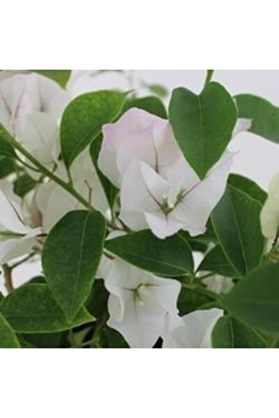 ASES Saksıda Beyaz Begonvil Fidanı Yaş 2 Boy 80-110cm