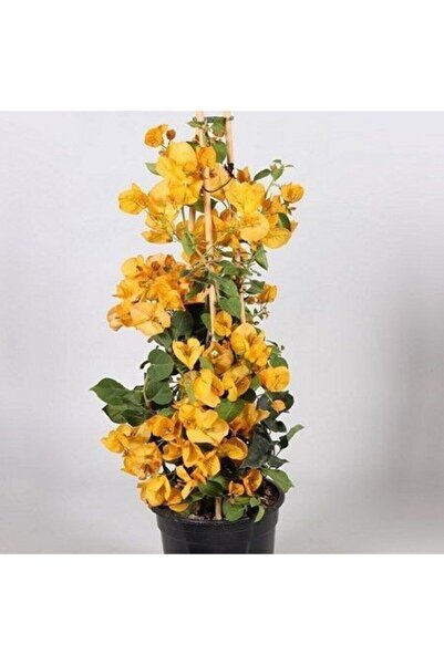 ASES 3 yaş SAKSIDA Sarı Begonvil Fidanı Bougainvillea 120-150 CM