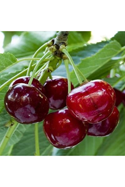 ASES Tüplü Macar Vişne Fidanı Yaş 2 Boy 80-100cm