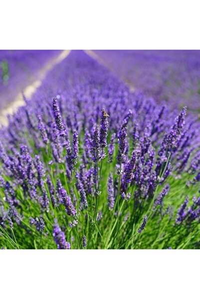 ASES Saksıda 2 Adet Lavanta Çiçeği(Lavandula Officinalis) Fidanı 30-40 CM