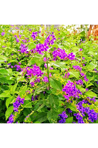 ASES Saksıda Duranda Çiçeği - Ağaç Menekşesi 80100 cm