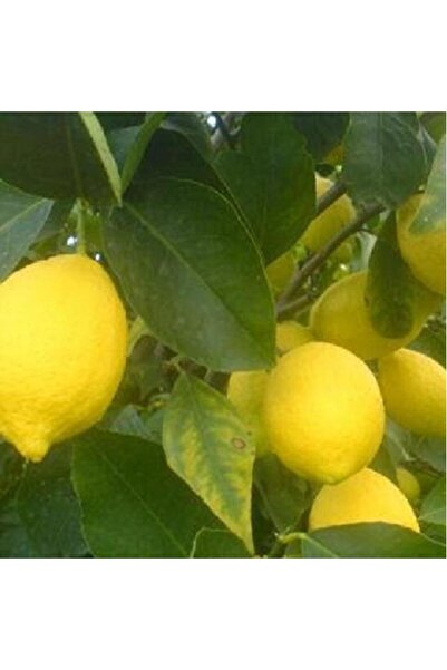 ASES Tüplü Aşılı Kıbrıs Limonu Fidanı