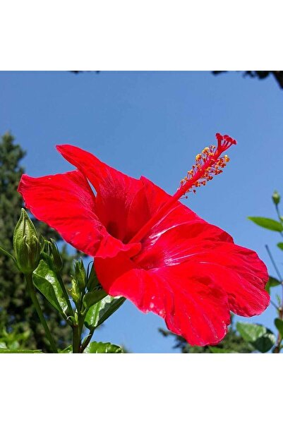 ASES Tüplü 4 Adet 90-120cm Kırmızı Japon Gülü (HİBİSCUS)