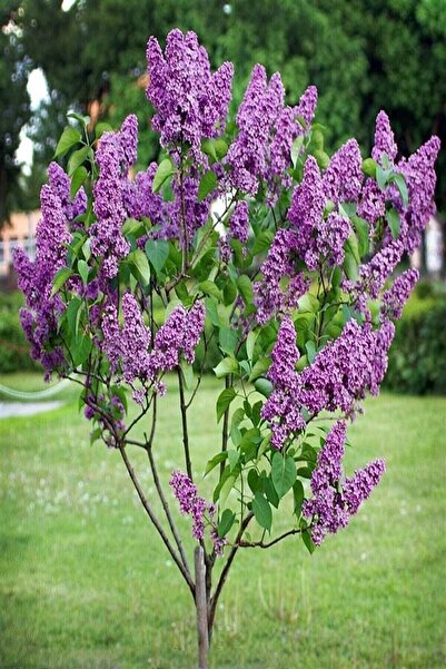 ASES 4 Adet Leylak Fidanı(syringa Chinensis ), Büyük 1 Metre , Saksılı