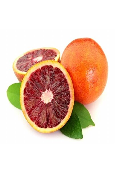 ASES Tüplü Aşılı Kan Portakalı(SINIRLI STOK)yaş 1-2 Boy 90-110cm